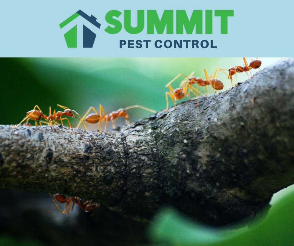 Ant Pest Control - Summit Wildlife Removal