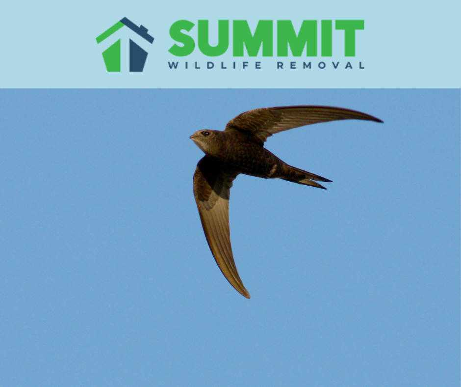 Chimney Swifts Summit Wildlife Removal