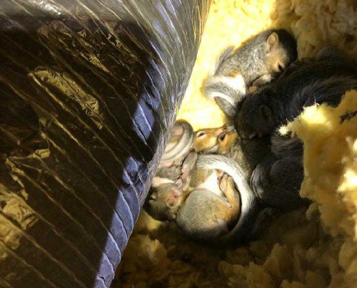 What Is Squirrel Nesting Season? - Summit Wildlife Removal