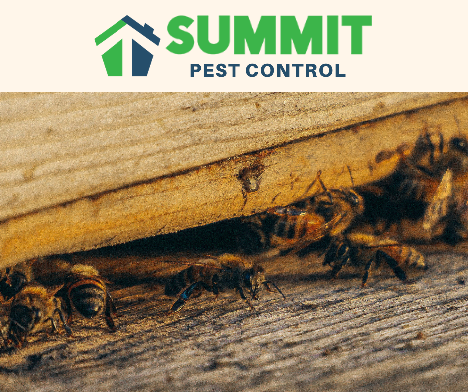 Insect Farming And Pest Management - Summit Wildlife Removal
