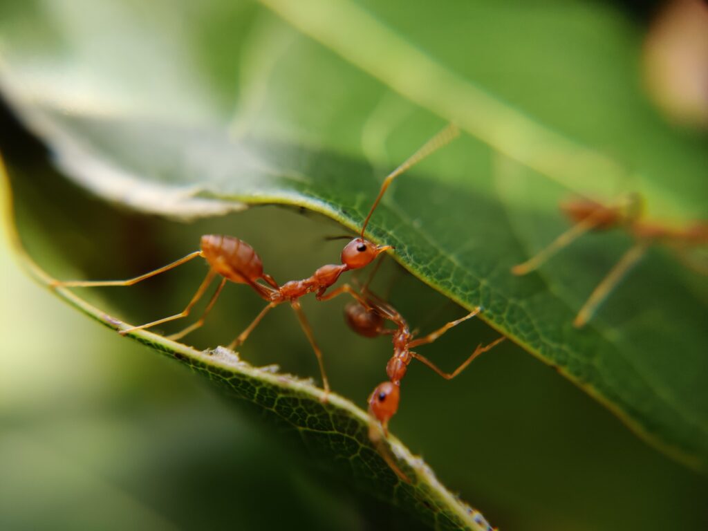 Virginia Invasive Insects Invasive Insects species in Northern Virginia - Summit Wildlife Removal