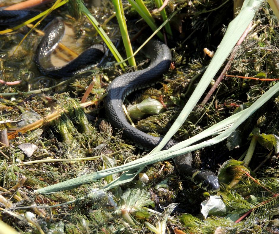 Curated visual reference: Fresh Look at How To Snake Proof Your Yard