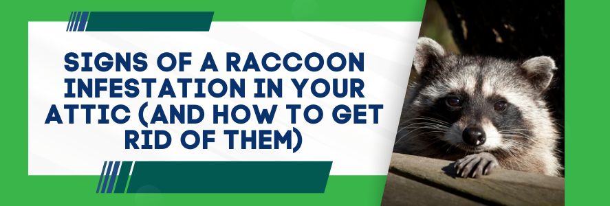 Signs of a Raccoon Infestation in Your Attic (And How to Get Rid of Them)