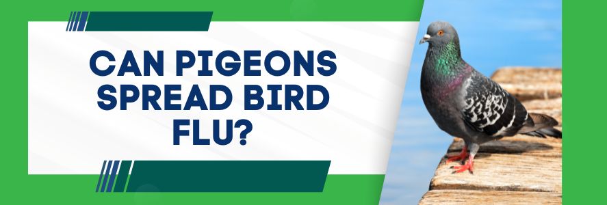 Can Pigeons Spread Bird Flu