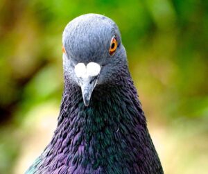 pigeon close up