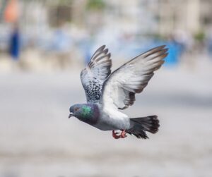 pigeon in flight