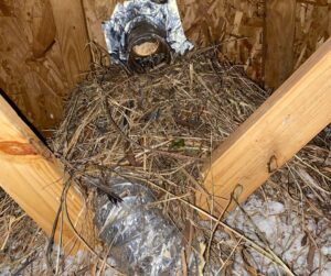 pigeon nesting material