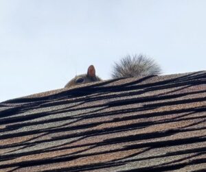 swr may blog squirrel on roof