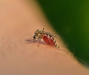 swr blog mosquito july