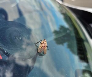 spotted lanternflies august blog