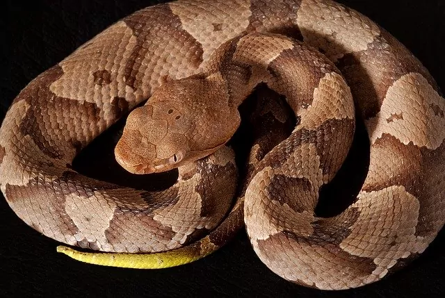 Copperhead in Northern VA (1)