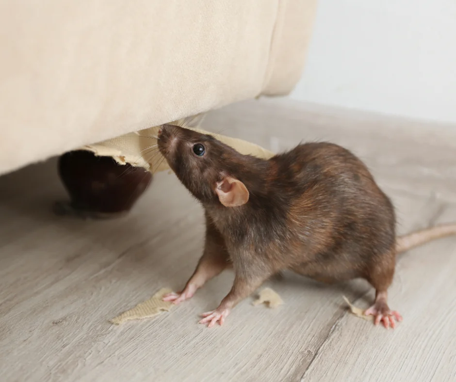 rat tearing couch