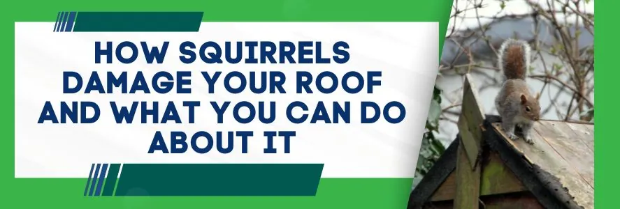 How Squirrels Damage Your Roof and What You Can Do About It