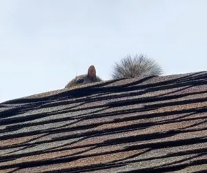 swr may blog squirrel on roof