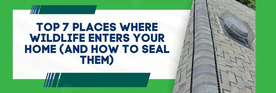 Top 7 Places Where Wildlife Enters Your Home (And How To Seal Them)