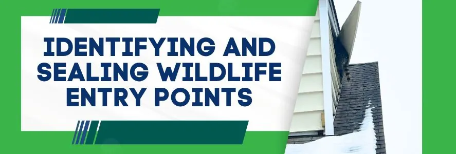 Identifying and Sealing Wildlife Entry Points