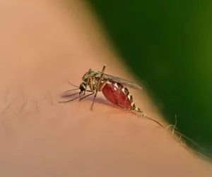 swr blog mosquito july