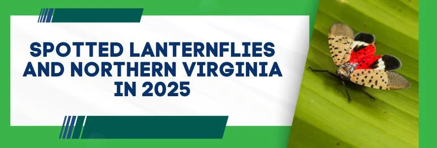 Spotted Lanternflies and Northern Virginia IN 2025