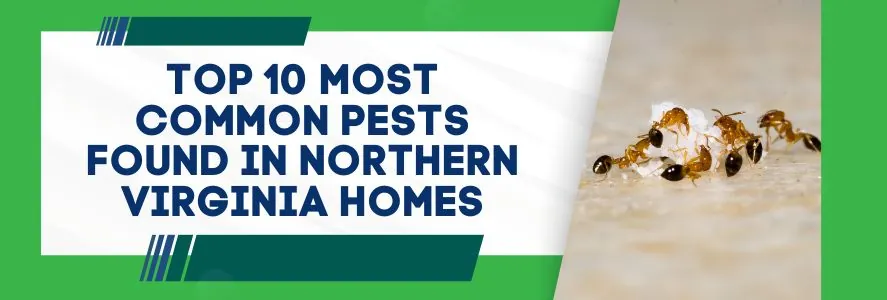 Top 10 Most Common Pests Found in Northern Virginia Homes