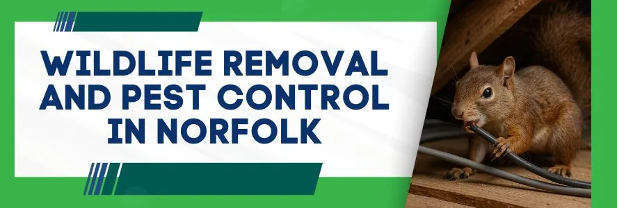 Wildlife Removal and Pest Control in Norfolk