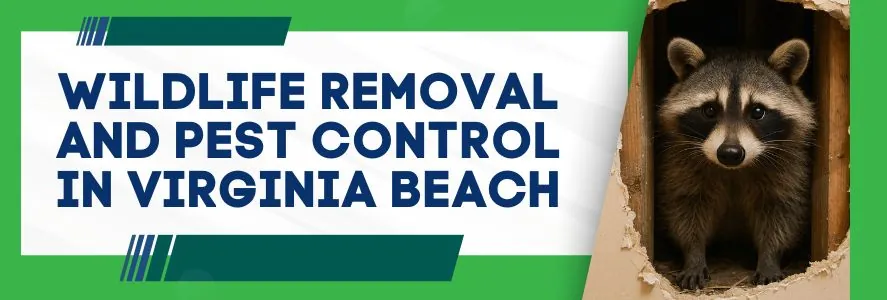 Wildlife Removal and Pest Control in Virginia Beach