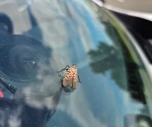 spotted lanternflies august blog