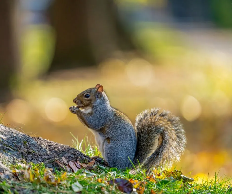 autumn squirrel
