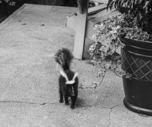 skunks blog image sept