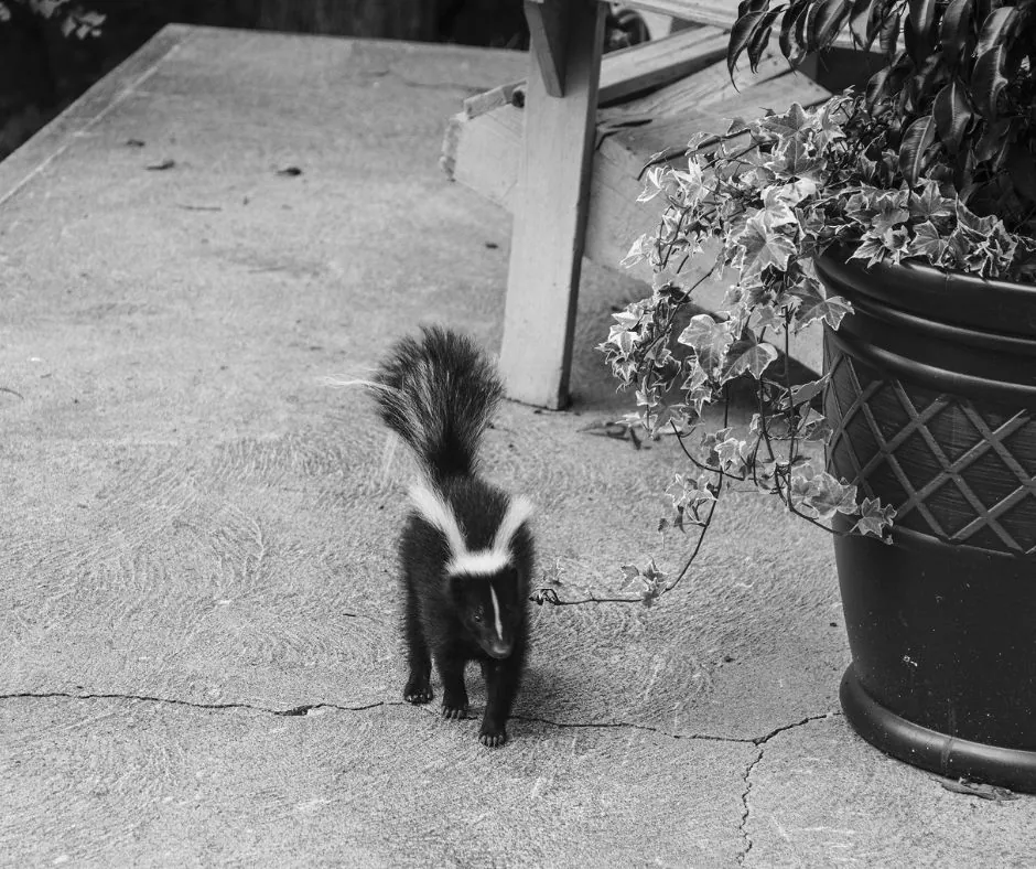 skunks blog image sept