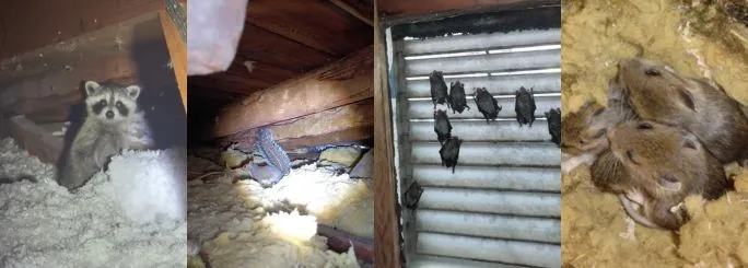 4 photo collage from left to right: image of a raccoon kit in an attic, an image of a grey squirrel in attic, an image of little brown bats nesting on gable vent, an image of mice nesting in attic insulation