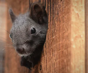 gray squirrel with its head coming out of a hole in wooded structure