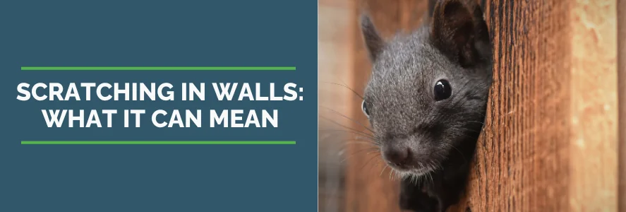 what scratching in your walls can mean with image of squirrel poking head out of hole in wood