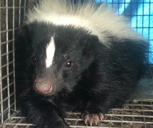 young skunk in humane trap after wildlife removal service