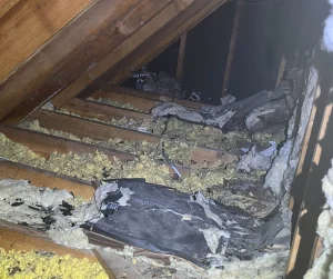 raccoons in attic of home with contaminated insulation