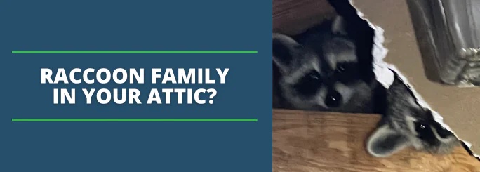 mother raccoon family in attic summit wildlife removal northern virginia