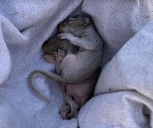 summit wildlife removal wildlife breeding in june in virginia
