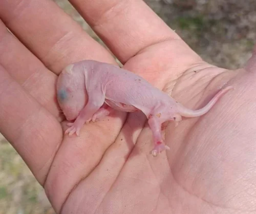 baby squirrel removed from attic by summit wildlife removal